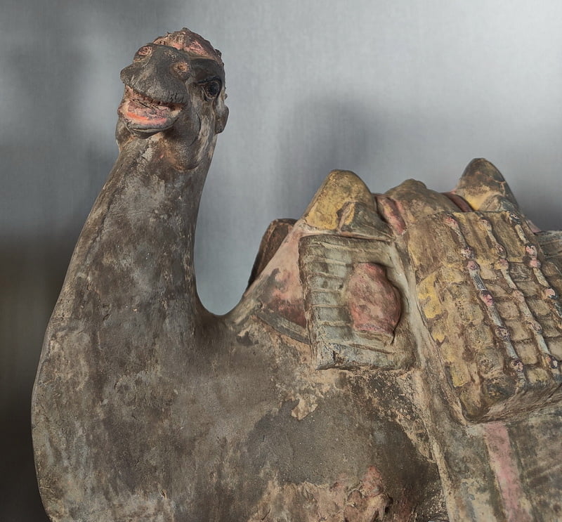 Front face view Tang dynasty Stoneware Camel