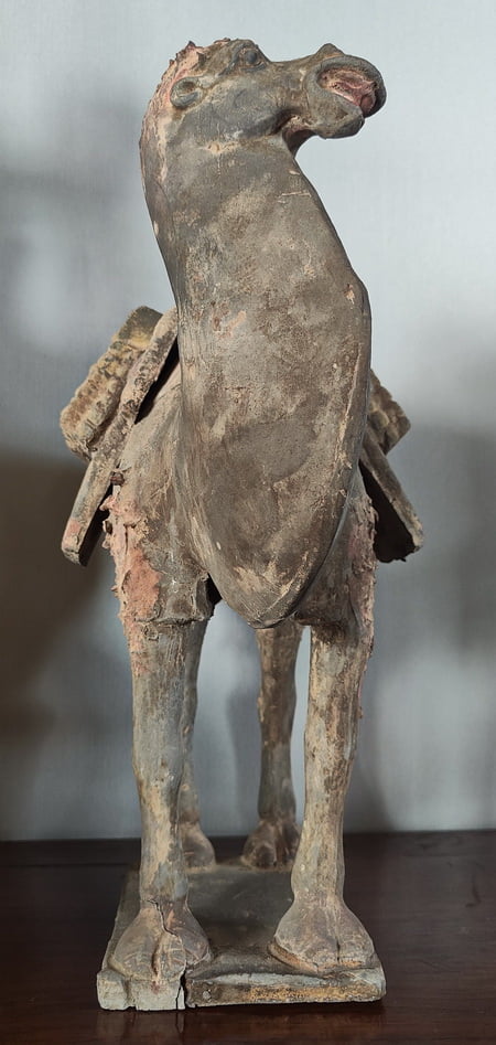 Front view Chinese Tang Dynasty Camel